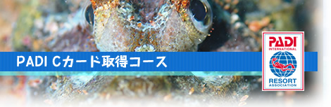 PADI Cカード取得コース